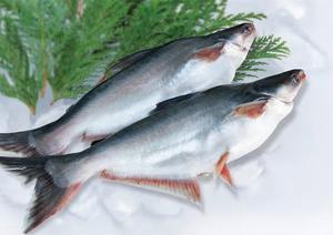 VENTE FLASH - Peau de poisson basa, filet de dorade congelé avec procédé BQF, emballage en vrac de 5 kg, meilleure qualité et prix - Hazel - Product Image 4