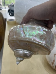 Concha de Nautilus con cámaras, Concha Marina Natural, Proveedor Mayorista a Granel para Decoración del Hogar, Coleccionables y Decoración Oceánica - Product Image 4