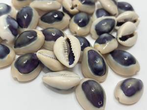 Coquillages de mer Cauris violets naturels sculptés, imitation antique écologique, ovale, pour bijoux, artisanat, décoration, art, objet de collection, créatif, DIY - Product Image 3
