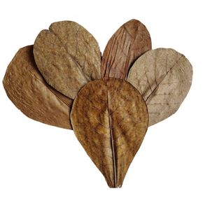 Indian Almond Leaves – Dried Natural Leaves for Aquarium, Fish Tank, Betta Care & Shrimp|21-25 cm|Pack of 15 - Product Image 3