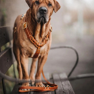 Wholesale Comfortable <b>braided</b> leather pet collar designed for everyday wear and outdoor dog adventures in reasonable price - Product Image 3