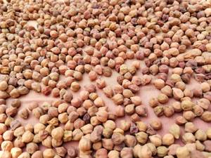 Garbanzos Negros de Grado Alimenticio y para Alimentación Animal, para Consumo Humano y Alimentación de Ganado, Proveedor a Granel, Nueva Cosecha, Tamaño Mediano - Product Image 4