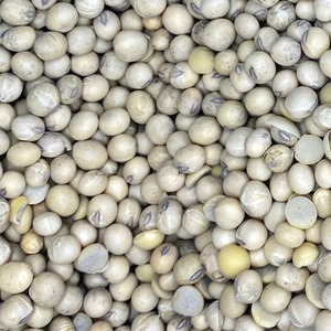 Soybean Seed For Food With High Protein Composition For Food Ingredient <b>Packaging</b> And Export Purposes - Product Image 6
