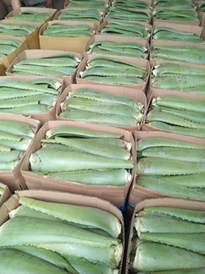 Hojas Frescas de Aloe Vera, Ingrediente Natural Crudo para el Cuidado de la Piel, Proveedor de Almacenamiento Congelado OEM a Granel - Product Image 6