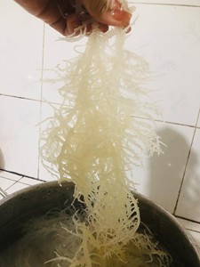 HOT <b>DRIED</b> GOLDEN SEA <b>MOSS</b> 2025/ IRISH SEA <b>MOSS</b>/ EUCHEUMA COTTONII Ms. Lily - Product Image 4