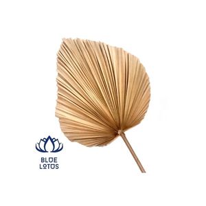 สินค้าขายดี พัดมือแบบปาล์ม สำหรับตกแต่งบ้าน สวยงามและใช้งานง่าย - Product Image 1