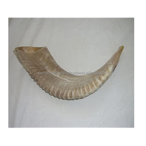 Haute qualité poli fabriqué à la main yéménite Shofar corne naturelle soufflant Rosh Hashanah casher certifié - Product Image 1