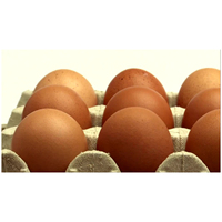 Œufs de poule brune frais de première qualité, origine Royaume-Uni, prix compétitifs, vente en gros, durée de conservation de 2 ans, directement de l'usine