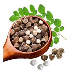 Semillas de Moringa a Granel, Materia Prima Natural a Base de Plantas para Aplicaciones Nutracéuticas - Product Image 5