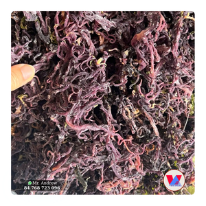 PRODUIT PHARE : Algues Marines Naturelles Séchées de Type Cottonii à Faible Teneur en Humidité, Type Épineux, pour Extrait d'Agar, Qualité B2B, en Gel - Product Image 1