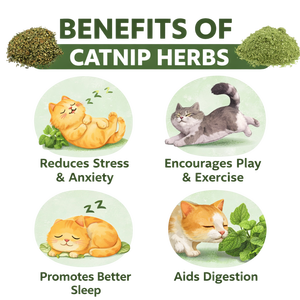 Hierbas de Catnip Nutritivas para Gatos, Directamente de Fábrica OEM, Deliciosos Suplementos para Mascotas para el Cuidado de la Salud Felina, Gran Venta a Precios Bajos - Product Image 4