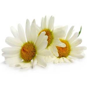 Roman Chamomile Essential Oil | <b>Bulk</b> Supplier Premium Anthemis Nobilis Oil Wholesale OEM Private Label Manufacturer - Product Image 5