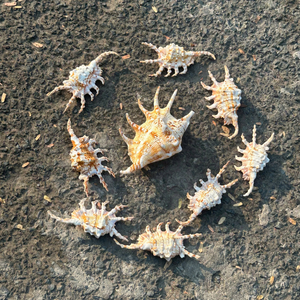 Reliable Vietnam Small Seashell For High Volume Export And Providing Clean Handmade Craft Goods By 99 Gold Data Co - Product Image 3