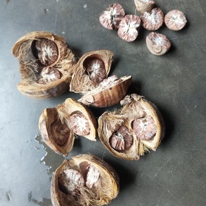 Nuez de Betel Cruda Seca Natural Pura de Primera Calidad, Paquete a Granel de 30 kg para Uso Alimentario a Bajo Precio - Product Image 3