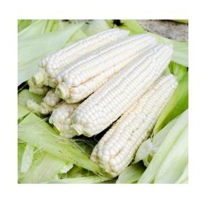 Maíz Glutinoso Blanco para Consumo Humano, Suministro a Granel, Ingrediente de Cereal Seco - Product Image 1