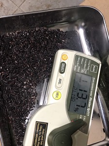 Riz noir collant de nouvelle récolte du Vietnam Tien Giang – Exportateur en gros proposant des grains entiers naturels d'excellente qualité - Product Image 4