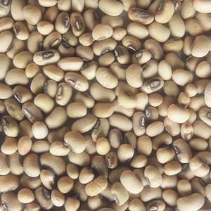 Guisantes Negros de Primera Calidad, Frescos y Naturales, Ideales para Compra al por Mayor y Exportación - Product Image 3