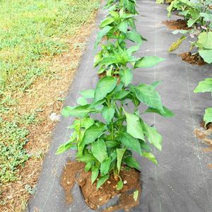 Telo Pacciamante Nero in Polietilene a Doppio Strato da 5oz, Rete da Giardino 3*250ft - Product Image 5