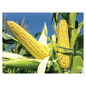Cleaned and Sorted Yellow Corn for Industrial Food Production Feed <b>Mills</b> and Export Markets - Product Image 5