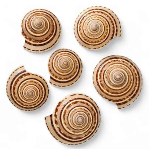 Décoration de plage en coquillages marins et coquillages marins naturels de qualité supérieure, coquillages nettoyés - Product Image 1