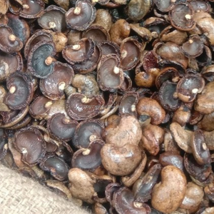 COQUILLE DE NOIX DE CAJOU BRUTE AU MEILLEUR PRIX-BIOCARBURANT NATUREL ET MATIÈRE PREMIÈRE INDUSTRIELLE DU VIETNAM - Product Image 3