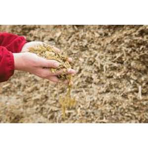 L'ensilage de maïs déshydraté et transformé pour l'alimentation du bétail - Product Image 2