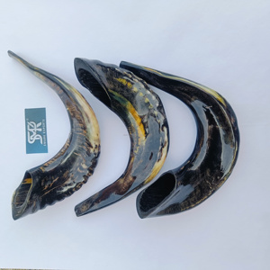 Corne de bélier de qualité supérieure, finition durable au son naturel poli Shofar pour les cérémonies religieuses juives Rituels spirituels et culte - Product Image 2