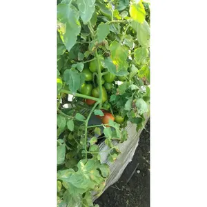 Graines de tomates cerises hybrides Sagar SHIVAM <span class=keywords><strong>F1</strong></span>, rendement élevé, rouge brillant, fruits uniformes, tomates fraîches - Product Image 2