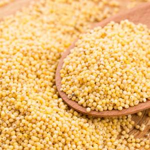 Millet jaune de qualité supérieure en vrac, frais et de haute qualité, directement de la ferme, pour une alimentation saine et naturelle - Product Image 3