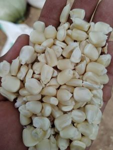 Great Choice High Quality Excellent Price Organic Dried Waxy <b>Corn</b> Seeds for Healthy Cooking, Cereal, <b>Snack</b> Industry, in Bulk - Product Image 6