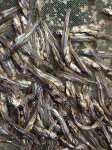 Anchoas Secas Auténticas, Pescado de Mar Naturalmente Salado, Suministro a Granel para Distribución en el Mercado Internacional, Asociación Global - Product Image 2