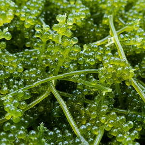 Uvas de Mar de Alta Calidad – Frescas, Limpias y Listas para Comer, Caviar Verde/ MS ALINA - Product Image 2