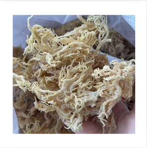 <b>Dried</b> Laver Seaweed Chopped Natural White Sea <b>Moss</b> Salted Mineral Rich Vietnam Bulk Bag 0.5-2kg 12 Months Shelf Life - Product Image 1