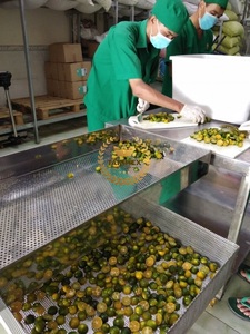 Polvo de kumquat seco de alta calidad con el mejor precio/extracto de polvo de Calamansi de Vietnam - Product Image 6