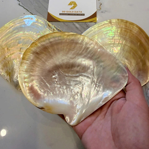 Concha de Ostra Marina Pulida de Nácar Dorado Natural Grande de 11 CM para Exportación al por Mayor - Product Image 1