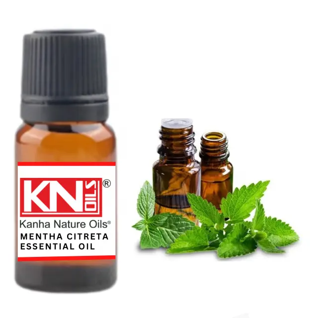 Beli Grosir Grosir Grosir Minyak Esensial MENTHA CITRATA dari Minyak Alami Kanha Pabrikan Terbesar India