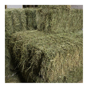 Heno de alfalfa listo para suministro/ Heno de alfalfa con alto contenido de proteínas para alimentación animal - Product Image 4