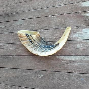 Shofar Moderno Hecho a Mano de Alta Calidad y Ecológico con Cuerno de Carnero, Concha de Búfalo Natural Pulida, Varios Tamaños - Product Image 4