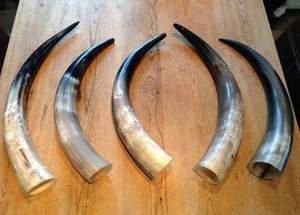 Natural <b>Buffalo</b> <b>Horn</b> Polished Animal Theme Home Decoration Craft Decorative Piece Natural Ox <b>Horn</b> Pairs Real <b>Horn</b> Pair - Product Image 4