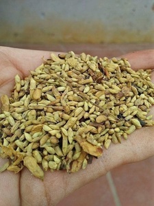 Extracto Botánico de Capullo de Flor de Sófora Seca, Fuente Rica en Rutina, Ingrediente de Extracto Herbal - Product Image 2