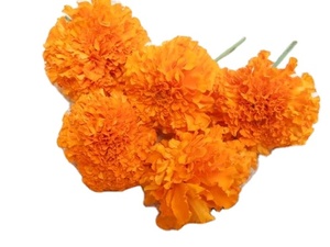 Nhà máy bán trực tiếp kmp <span class=keywords><strong>Lutein</strong></span> phức tạp máy tính bảng vmarigold chiết xuất cộng với <span class=keywords><strong>Bilberry</strong></span> Goji Berry chiết xuất 120 thảo dược chiết xuất Hoang Dã - Product Image 3