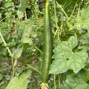 Esponjosa calabaza orgánica que crece en una planta trepadora en un entorno natural de jardín al aire libre, simbolizando la alimentación saludable. - Product Image 2
