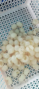 LONGAN CONGELADO 100% LONGAN ORGÁNICO PARA POSTRES Y BEBIDAS | FRUTAS CONGELADAS SALUDABLES AL POR MAYOR DE VIETNAM - Product Image 5