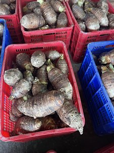 เผือกแช่แข็งพรีเมียมจากเวียดนาม วัตถุดิบธรรมชาติสำหรับการแปรรูปอาหาร นึ่ง ต้ม และอาหารพื้นเมือง - Product Image 3