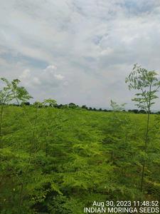 Polvo de Hoja de Moringa India para Compradores B2B Globales – Ingredientes a Granel de Primera Calidad, Proveedor Mayorista - Product Image 4