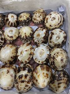 Concha de limpet ovalada natural del océano, origen Vietnam, para la elaboración de velas, centros de mesa para eventos de boda, tonos perlados iridiscentes - Product Image 2