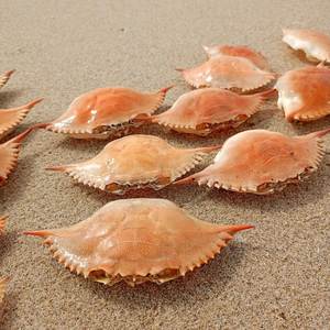 Natural Dried <b>Crab</b> <b>Shell</b> for Stuffing & Decoration - Product Image 4