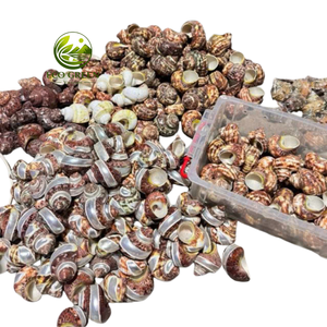 Coquilles turbo naturelles pour aquarium et crabes ermites, coquillages polis en vert, blanc, marron pour la décoration côtière et l'artisanat - Product Image 5