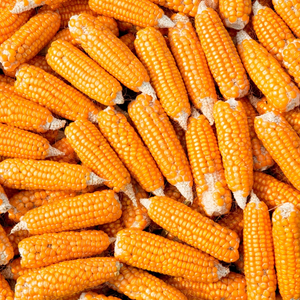 Maïs Blanc Glutineux Séché à l'Air de Qualité Export, 100% Grain Pur, Sacs en Vrac pour la Mouture et les Acheteurs Internationaux en Gros - Product Image 6