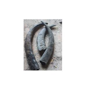 Cuerno de búfalo y vaca crudo de calidad natural, listo para exportar a bajo costo, en venta. - Product Image 2